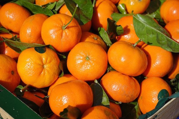 Clementines Campaign, let’s go !